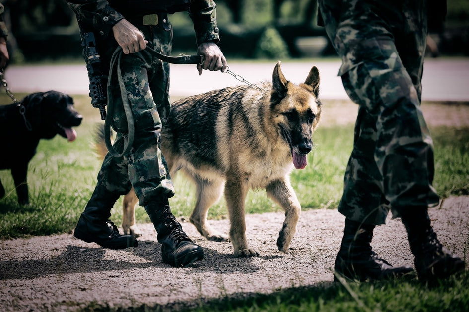 Effects of Tactical Gear on Working Dog Performance 2023 