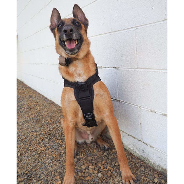 Tactical Dog Harnesses  Military and Police K9 Harnesses - Ray