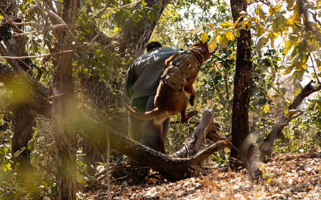 How K9's are critical in the War against illegal wildlife poaching throughout Africa