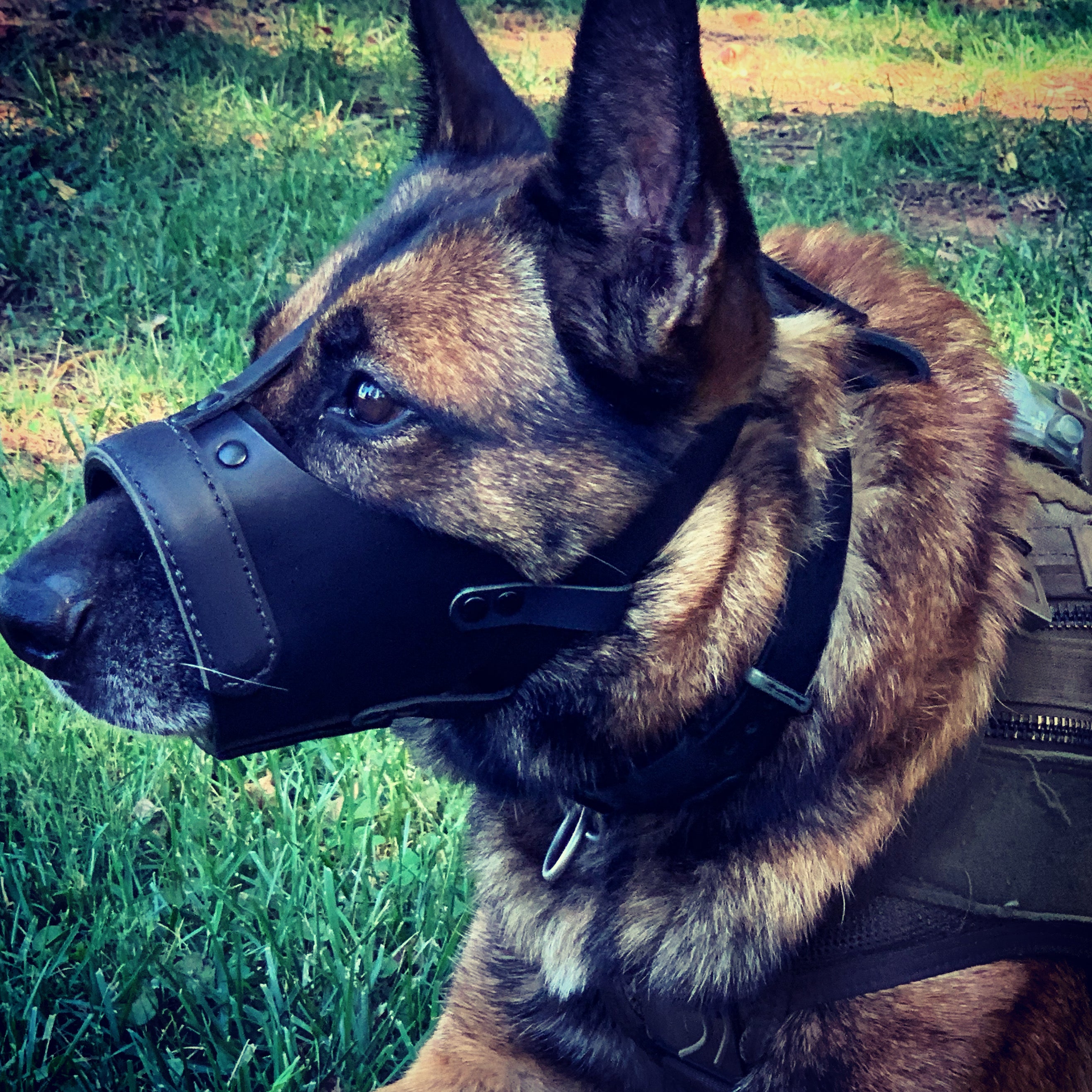 Recon K9 Police And Military Dog Gear Accessories ReconK9