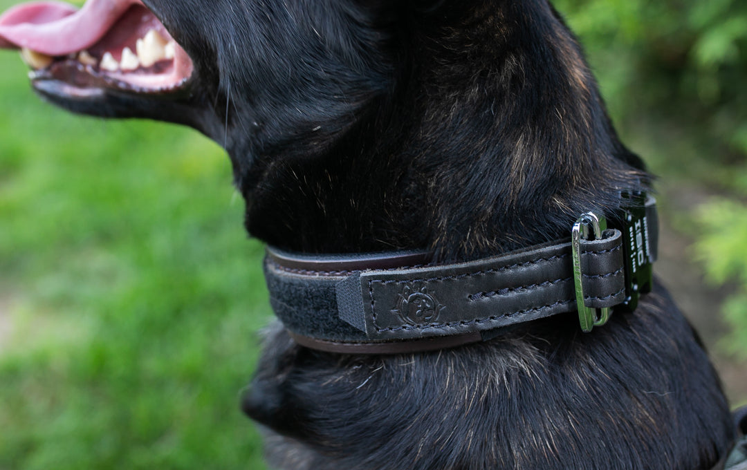 Leather Dog Harness Leather Agitation Collar Leather Agitation Collar