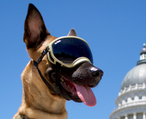 Rex Specs Dog Goggles