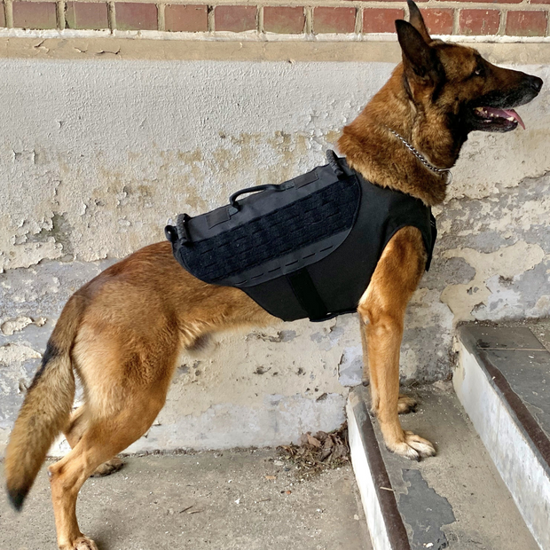 K9 carrier clearance